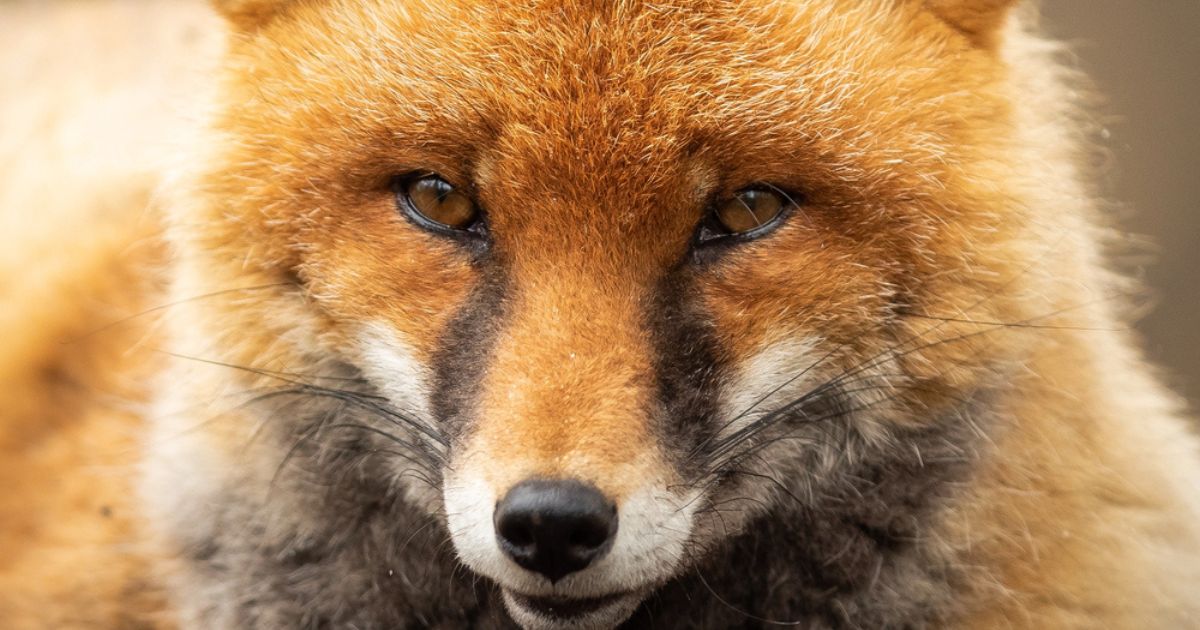 Dinnertime in Fairy Tale Forest by Donna Cuttress