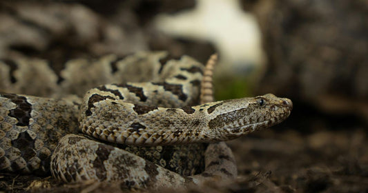 Frying Pan, Fire by Dawn DeBraal