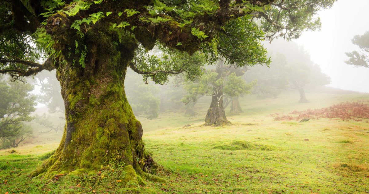 Heartwood by R.J. Cannon