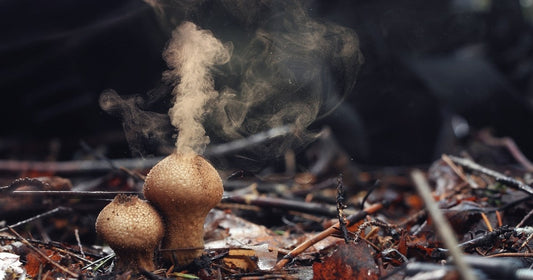 A Psi of Relief by Shawn M. Klimek