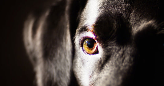 Black Dog by L.J. McLeod