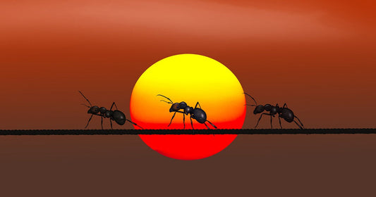 Camponotus Vampiricus by Robert Bagnall