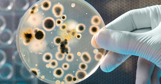 Contaminated by G.B. Dinesh