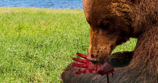 Don’t Feed the Bears by Zack Zagranis