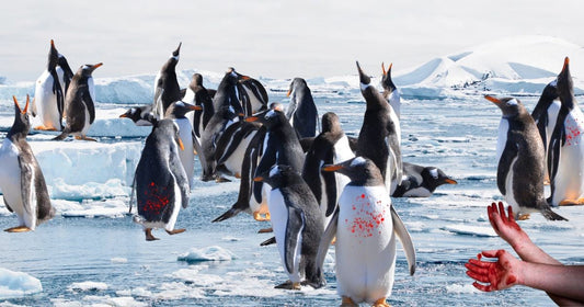 Ice Packs by Carys Crossen