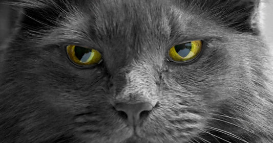 Mother Cat by Rickey Rivers Jr.