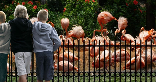 On Scarlet Wings by Evan Baughfman