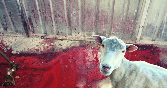 Ovine Revenge by Maggie D. Brace