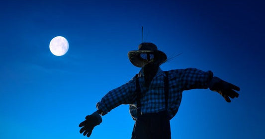 Rags and Bones by Carys Crossen