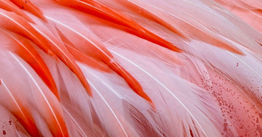 Red Feathers by Gully Novaro