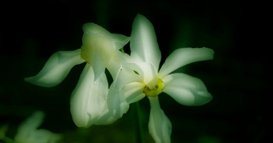 The Flowering by Jameson Grey