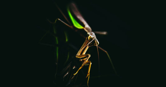 The Skittering by Stephen Herczeg