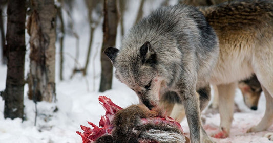 Thrill of the Chase by Sara Omer