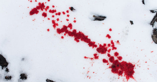 Winter Kiss by Donald Jacob Uitvlugt